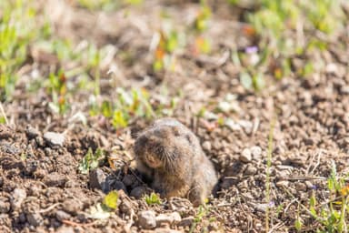 Gopher Image