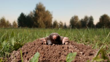 Mole Image